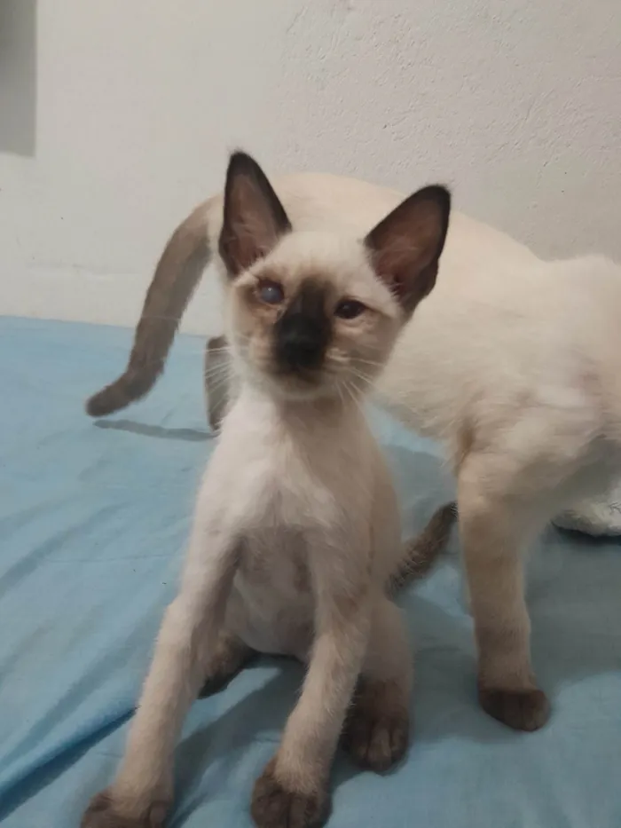 Gato ra a Siamês idade Abaixo de 2 meses nome Sem nome
