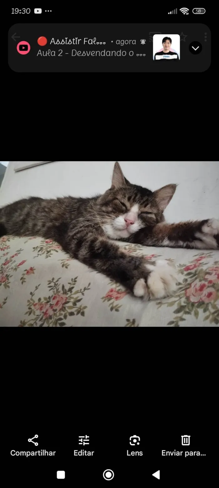 Gato ra a SRD-ViraLata idade 6 ou mais anos nome Fred