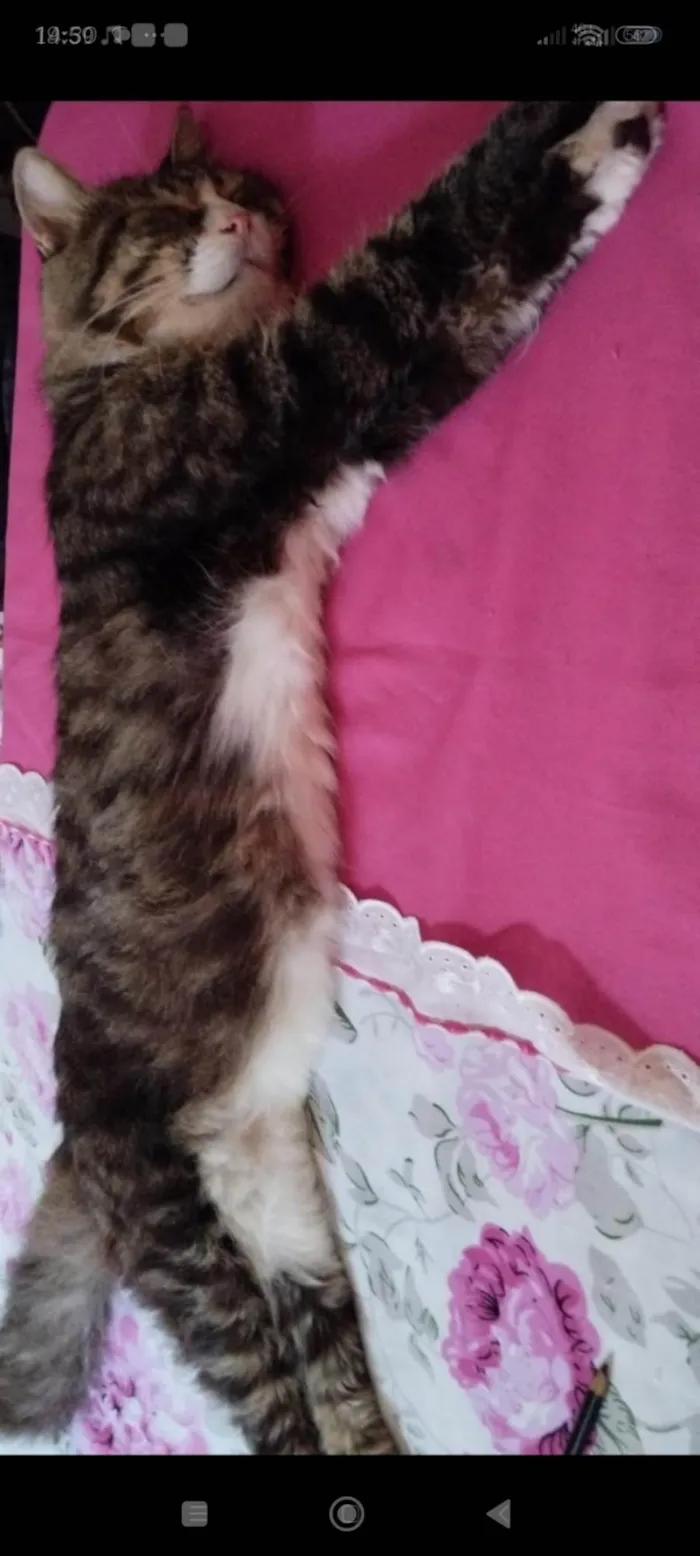 Gato ra a SRD-ViraLata idade 6 ou mais anos nome Fred