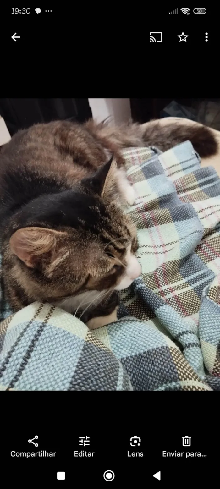 Gato ra a SRD-ViraLata idade 6 ou mais anos nome Fred