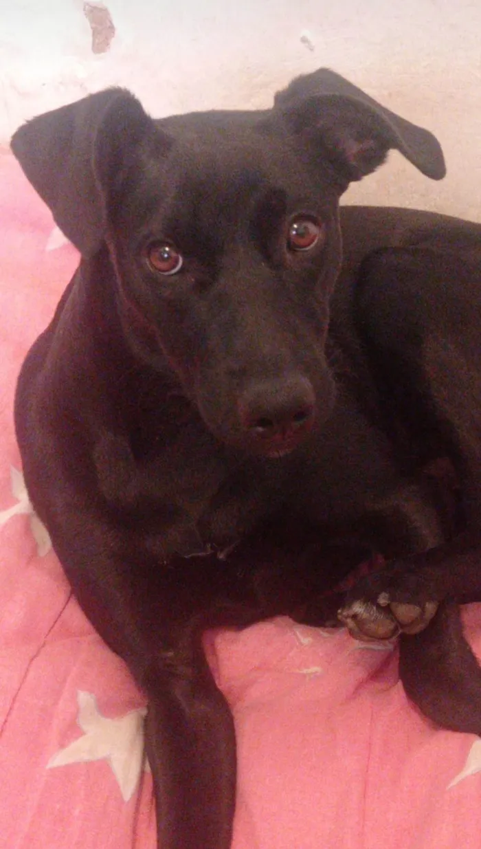 Cachorro ra a SRD-ViraLata idade 2 a 6 meses nome Maristela Silva Bento