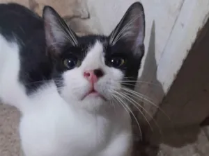 Gato raça Frajola idade 7 a 11 meses nome Pipoca