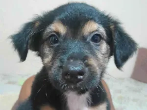Cachorro raça SRD-ViraLata idade Abaixo de 2 meses nome Panetone