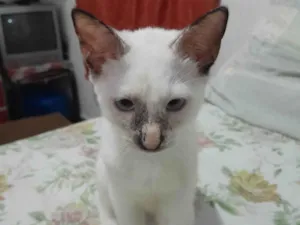 Gato raça Siamês idade 2 a 6 meses nome Mumu
