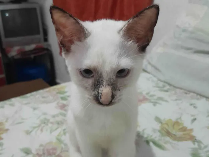 Gato ra a Siamês idade 2 a 6 meses nome Mumu