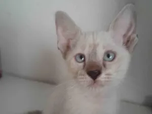 Gato raça Siamês idade Abaixo de 2 meses nome Sem nome 