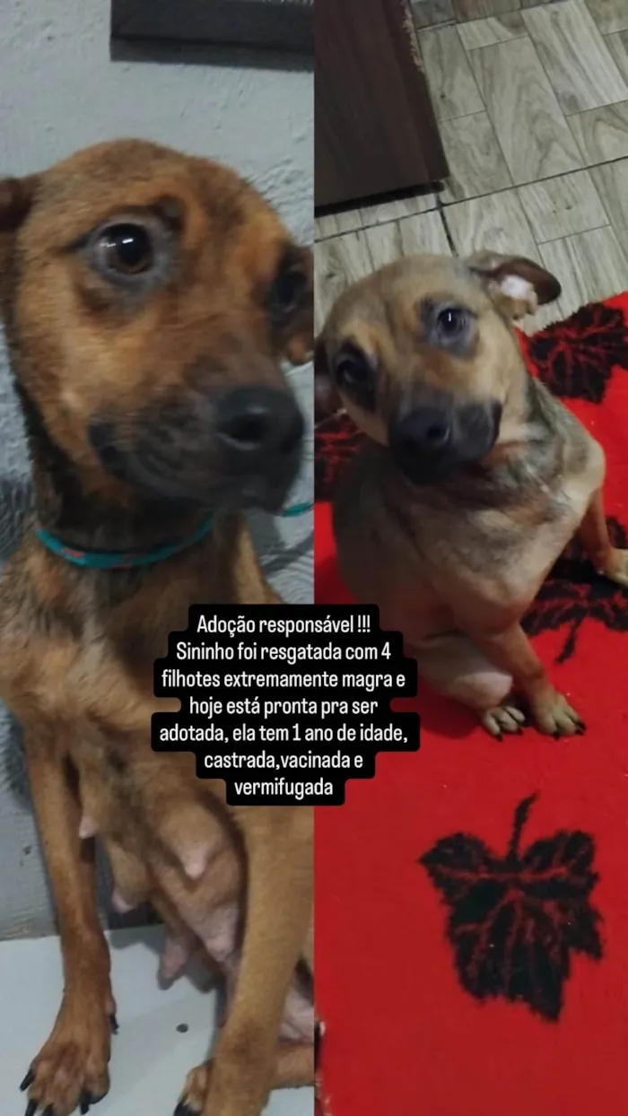 Cachorro ra a SRD-ViraLata idade 1 ano nome Sininho 