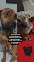 Sininho