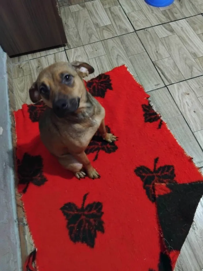 Cachorro ra a SRD-ViraLata idade 1 ano nome Sininho 