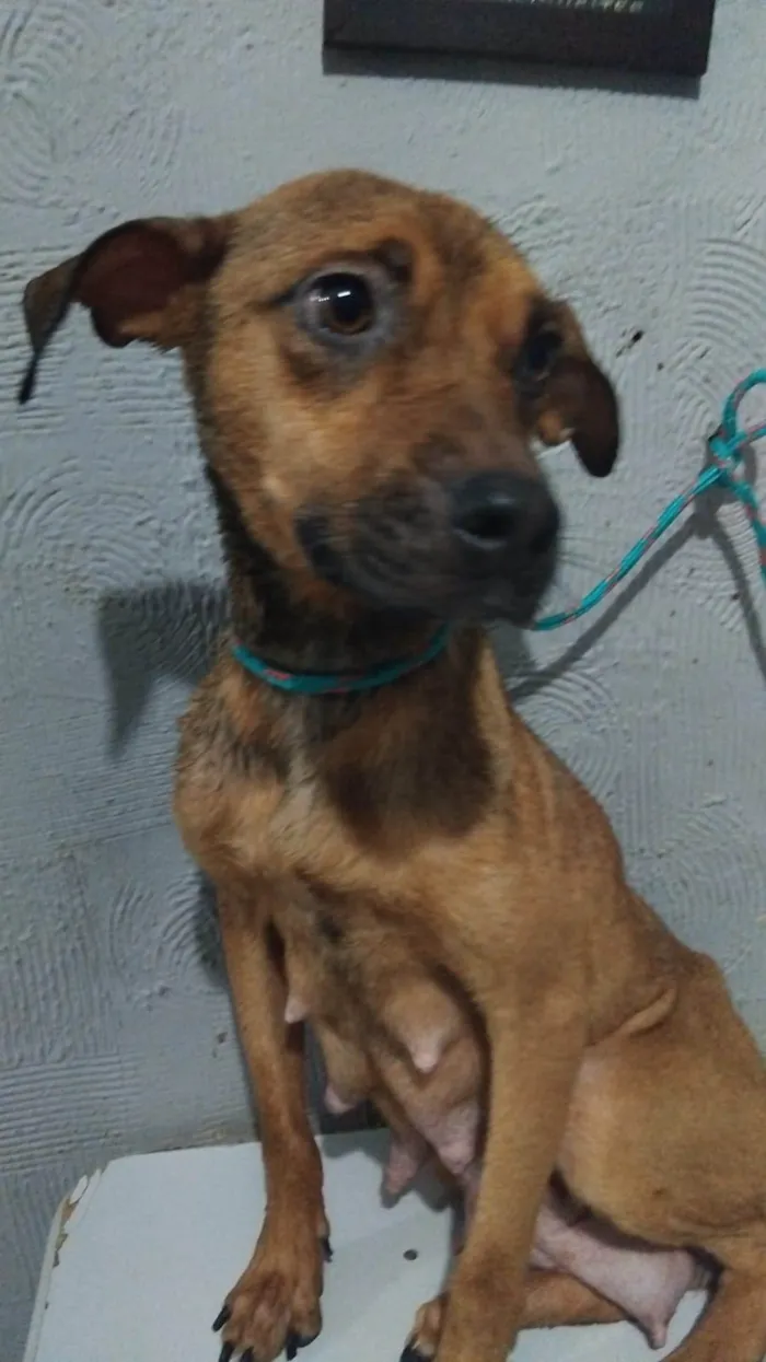 Cachorro ra a SRD-ViraLata idade 1 ano nome Sininho 