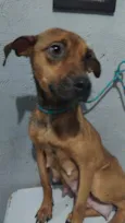 Sininho