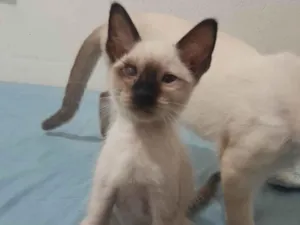 Gato raça Siamês idade Abaixo de 2 meses nome Sem nome