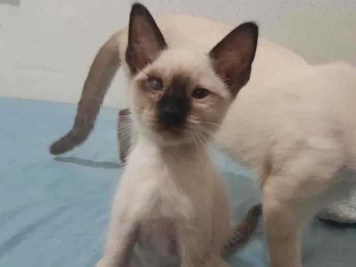Gato ra a Siamês idade Abaixo de 2 meses nome Sem nome