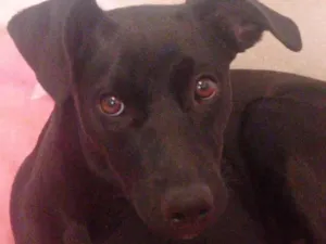 Cachorro raça SRD-ViraLata idade 2 a 6 meses nome Maristela Silva Bento