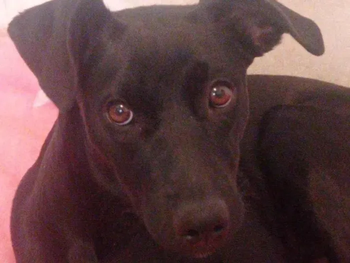 Cachorro ra a SRD-ViraLata idade 2 a 6 meses nome Maristela Silva Bento