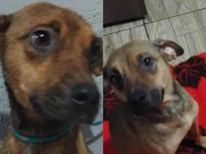 Cachorro raça SRD-ViraLata idade 1 ano nome Sininho 