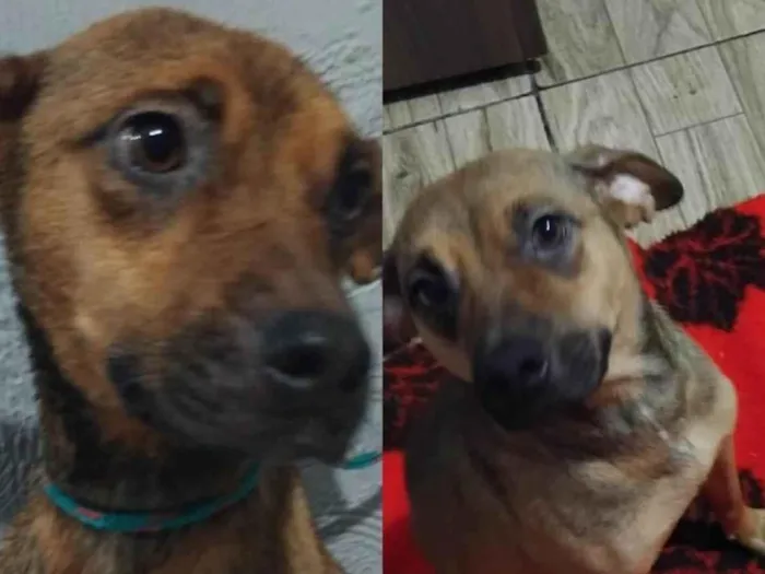 Cachorro ra a SRD-ViraLata idade 1 ano nome Sininho 