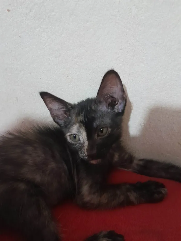 Gato ra a SRD-ViraLata idade 2 a 6 meses nome Sem nome 