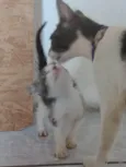 Apolo