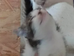 Gato raça SRD-ViraLata idade 2 a 6 meses nome Apolo