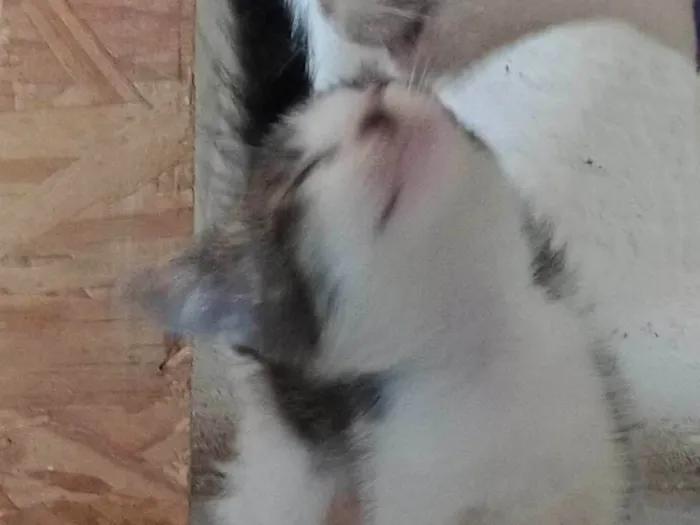 Gato ra a SRD-ViraLata idade 2 a 6 meses nome Apolo