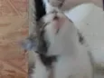 Apolo