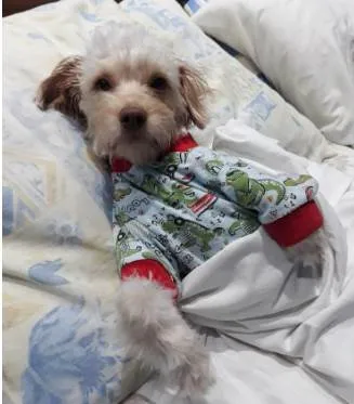 Cachorro ra a Poodle idade 4 anos nome Querubim