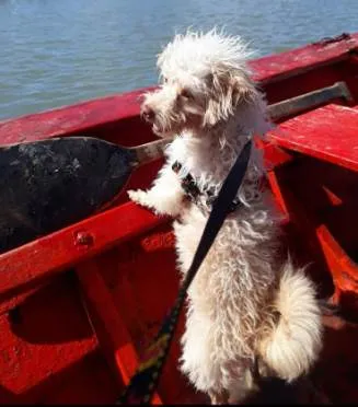Cachorro ra a Poodle idade 4 anos nome Querubim