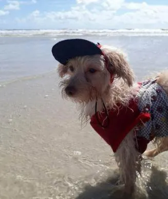 Cachorro ra a Poodle idade 4 anos nome Querubim
