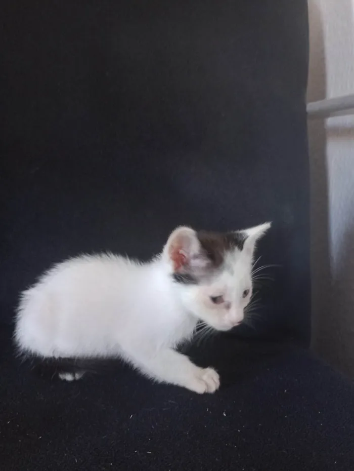 Gato ra a SRD-ViraLata idade 2 a 6 meses nome Lili