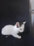 Lili