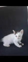 Lili
