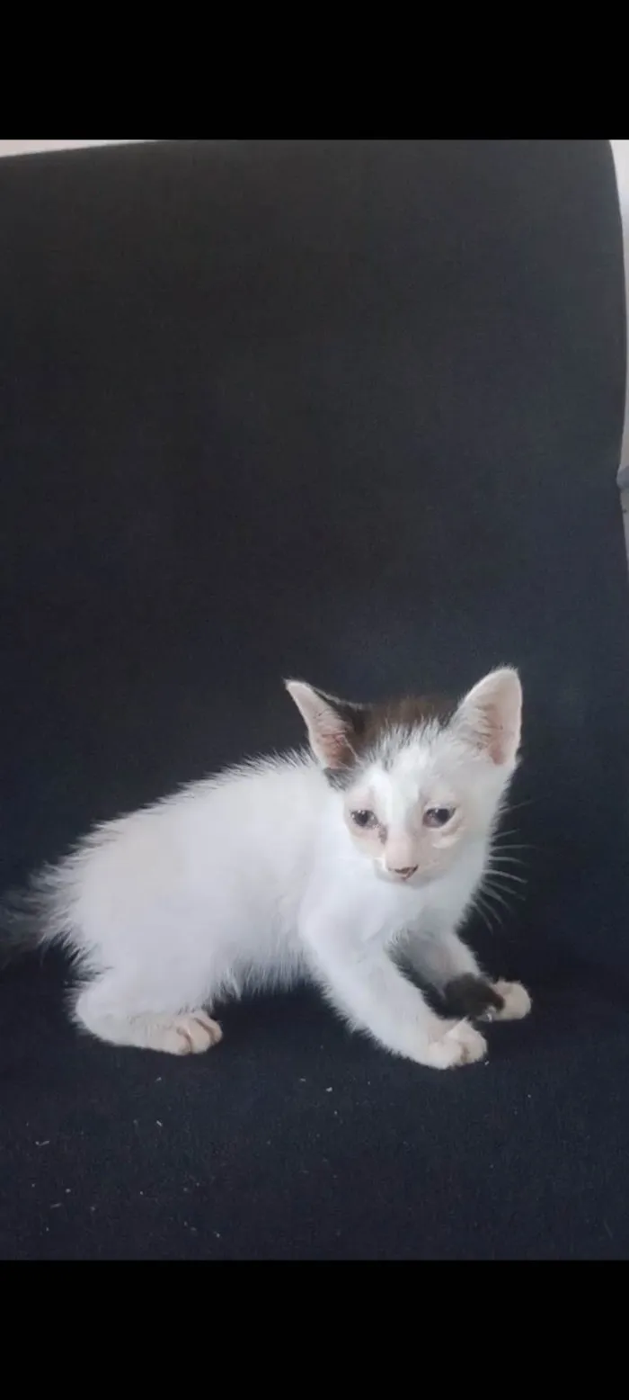 Gato ra a SRD-ViraLata idade 2 a 6 meses nome Lili