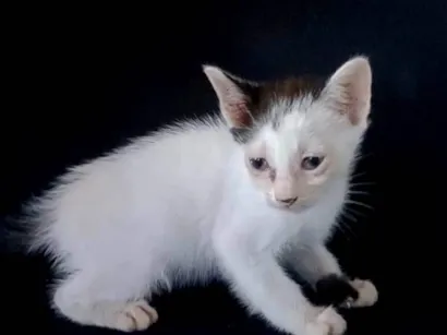 Gato raça SRD-ViraLata idade 2 a 6 meses nome Lili