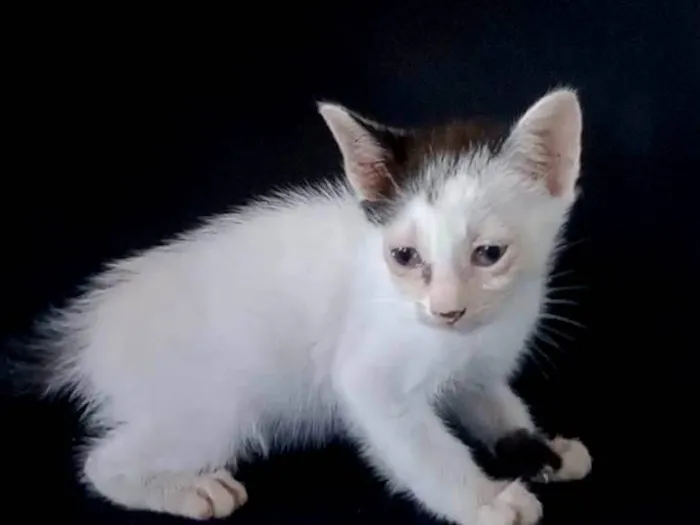 Gato ra a SRD-ViraLata idade 2 a 6 meses nome Lili