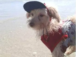 Cachorro raça Poodle idade 4 anos nome Querubim