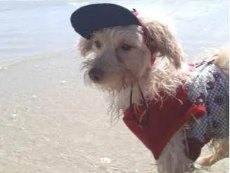 Cachorro raça Poodle idade 4 anos nome Querubim
