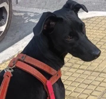 Cachorro ra a SRD-ViraLata idade 2 a 6 meses nome Neguinha 
