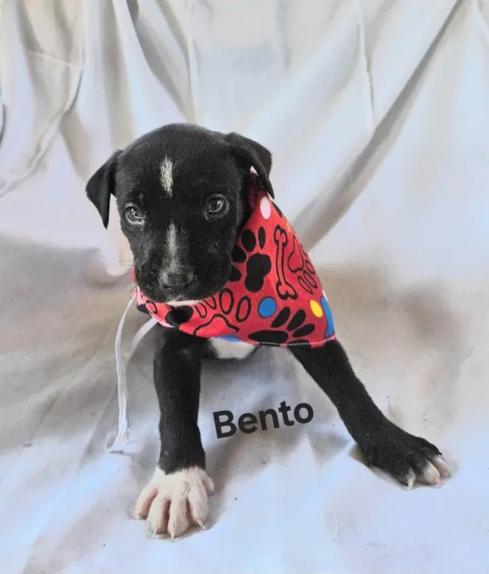 Cachorro ra a SRD-ViraLata idade Abaixo de 2 meses nome Bento