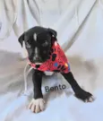 Bento