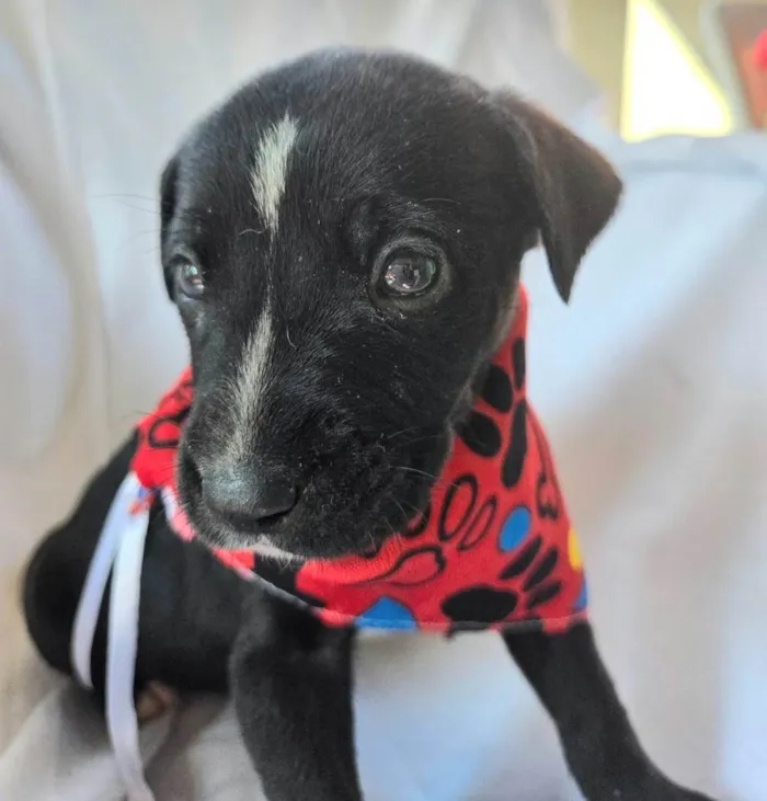 Cachorro ra a SRD-ViraLata idade Abaixo de 2 meses nome Bento