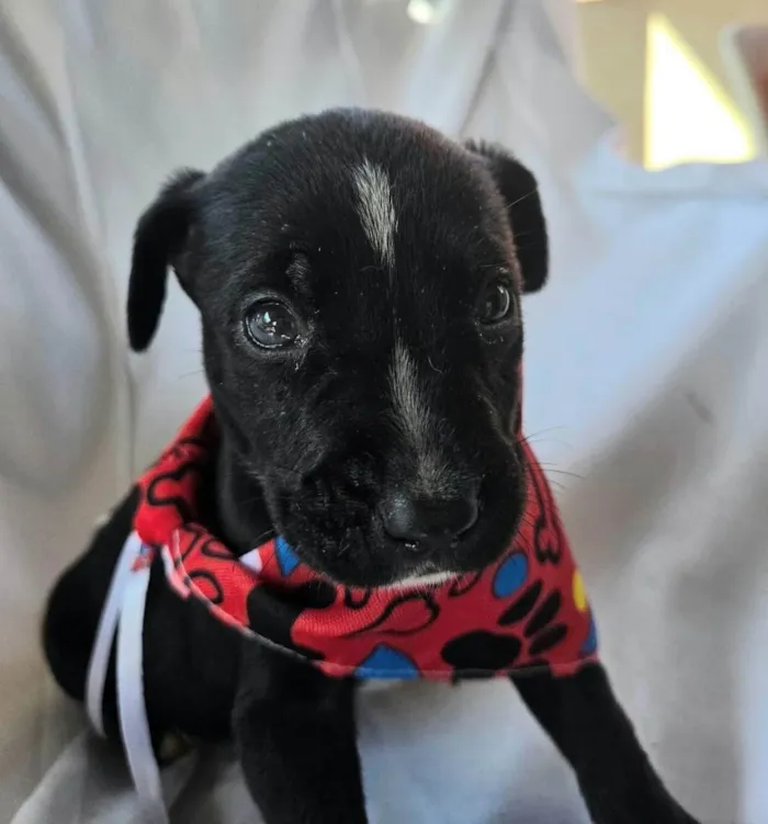 Cachorro ra a SRD-ViraLata idade Abaixo de 2 meses nome Bento