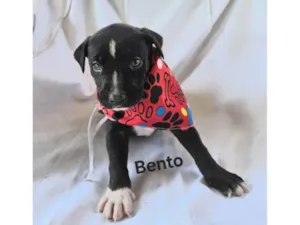 Cachorro raça SRD-ViraLata idade Abaixo de 2 meses nome Bento