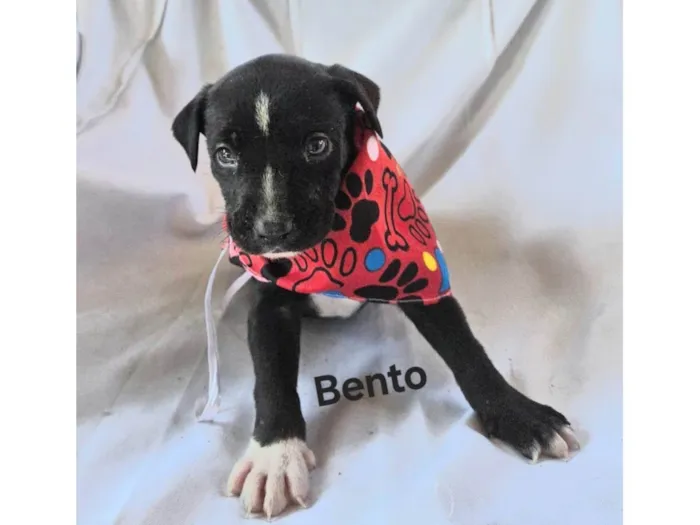 Cachorro ra a SRD-ViraLata idade Abaixo de 2 meses nome Bento