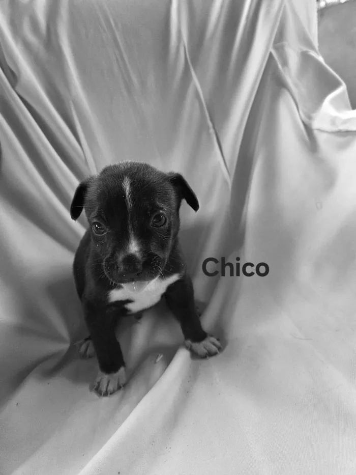 Cachorro ra a SRD-ViraLata idade Abaixo de 2 meses nome Chico
