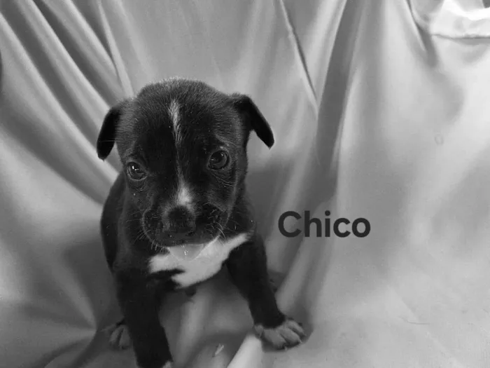 Cachorro ra a SRD-ViraLata idade Abaixo de 2 meses nome Chico