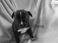 Chico