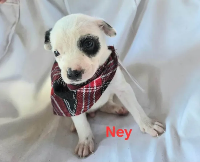 Cachorro ra a SRD-ViraLata idade Abaixo de 2 meses nome Ney