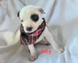 Ney