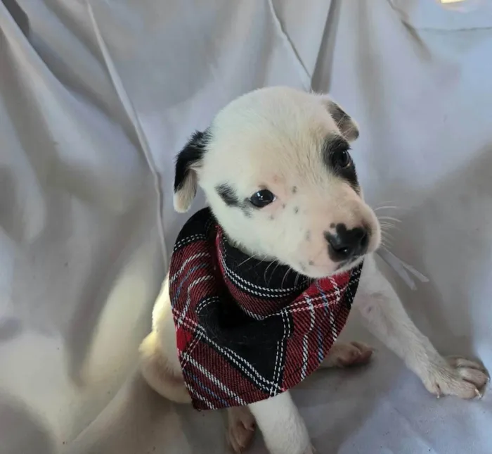 Cachorro ra a SRD-ViraLata idade Abaixo de 2 meses nome Ney